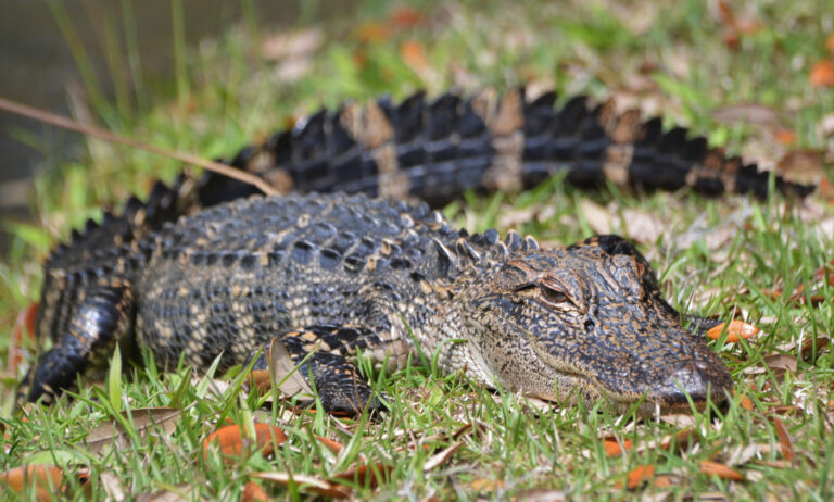 an alligator at the Lowcountry Zoo