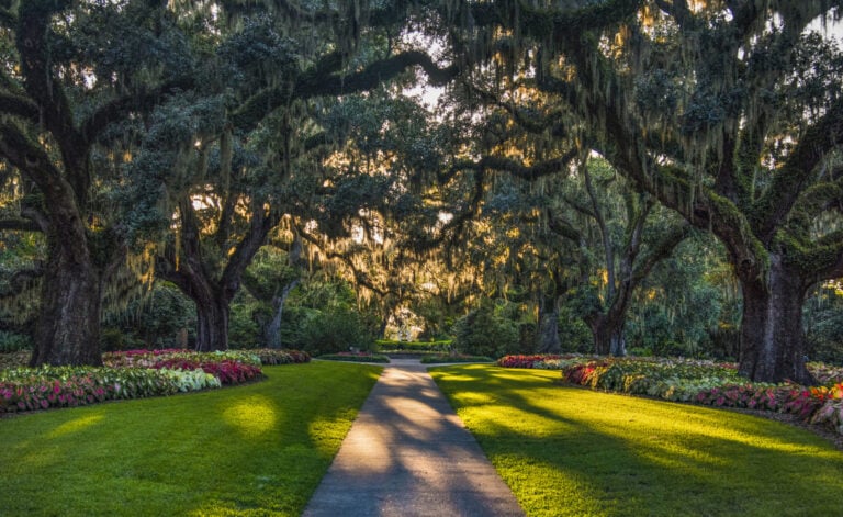 Brookgreen Gardens row of live oaks