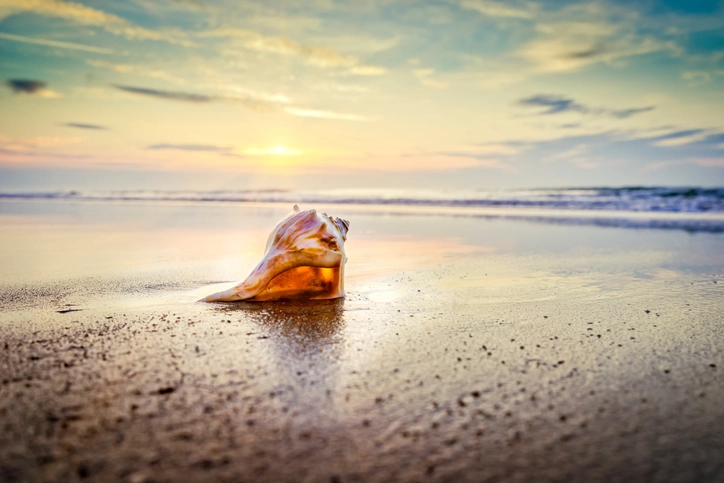 Visit Myrtle Beach in February to find gorgeous sea shells.