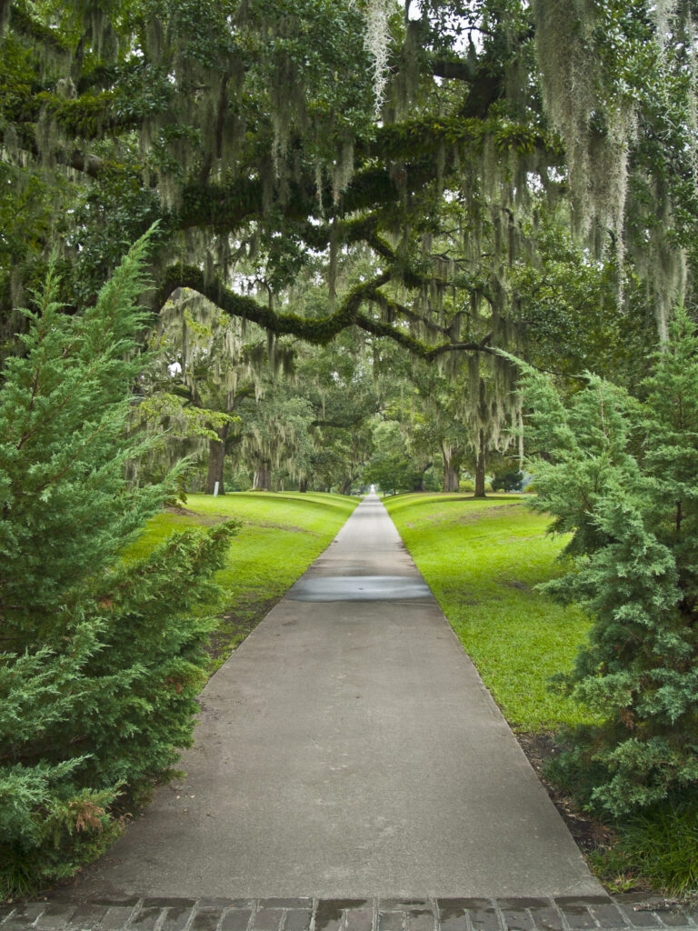 Live Oak Pathway at Brookgreen Gardens.